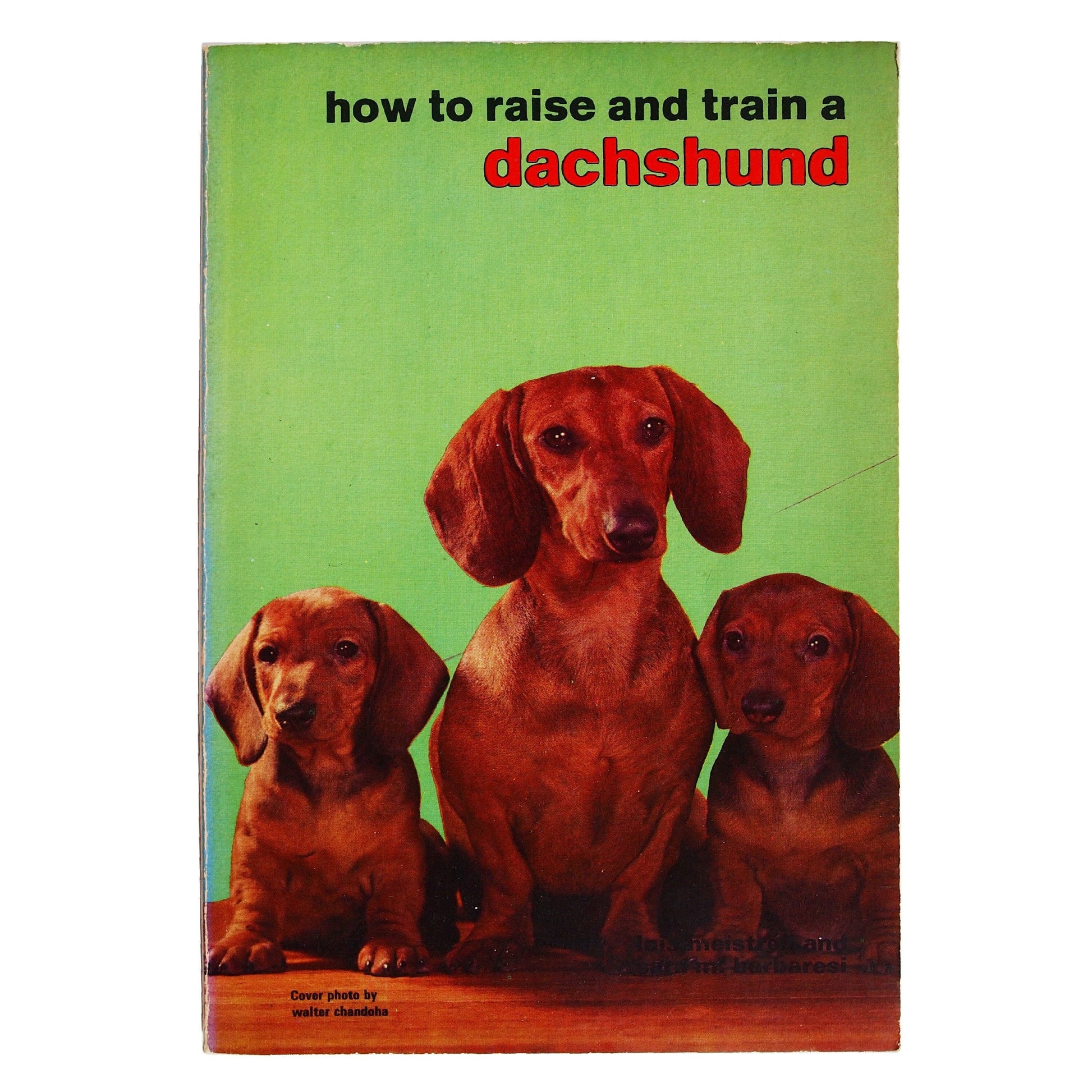 How To Raise and Train a Dachshund